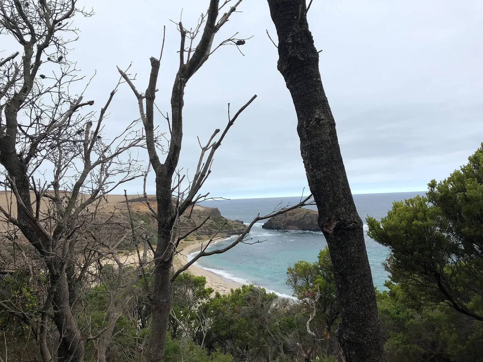 Two Bays Walking Track - Peninsula Insider