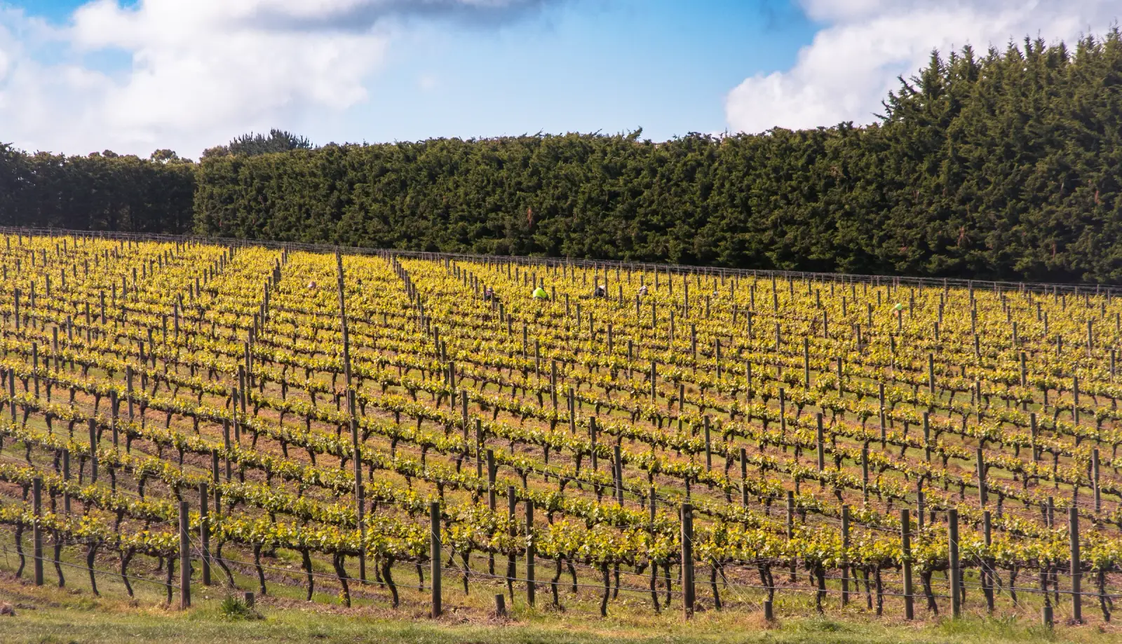 Vineyard Merricks Grove Victoria Australia - representative image for Willow Creek Vineyard