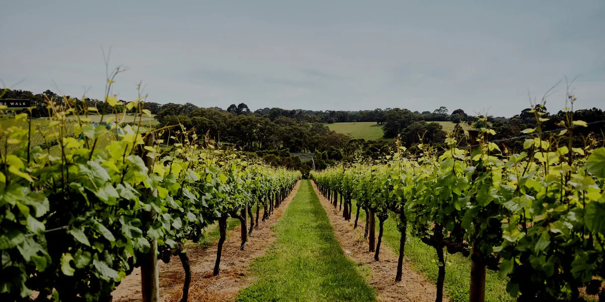 CSIRO ScienceImage 1981 Pinot Noir grapes at the Main Ridge Estate - representative image for Port Phillip Estate