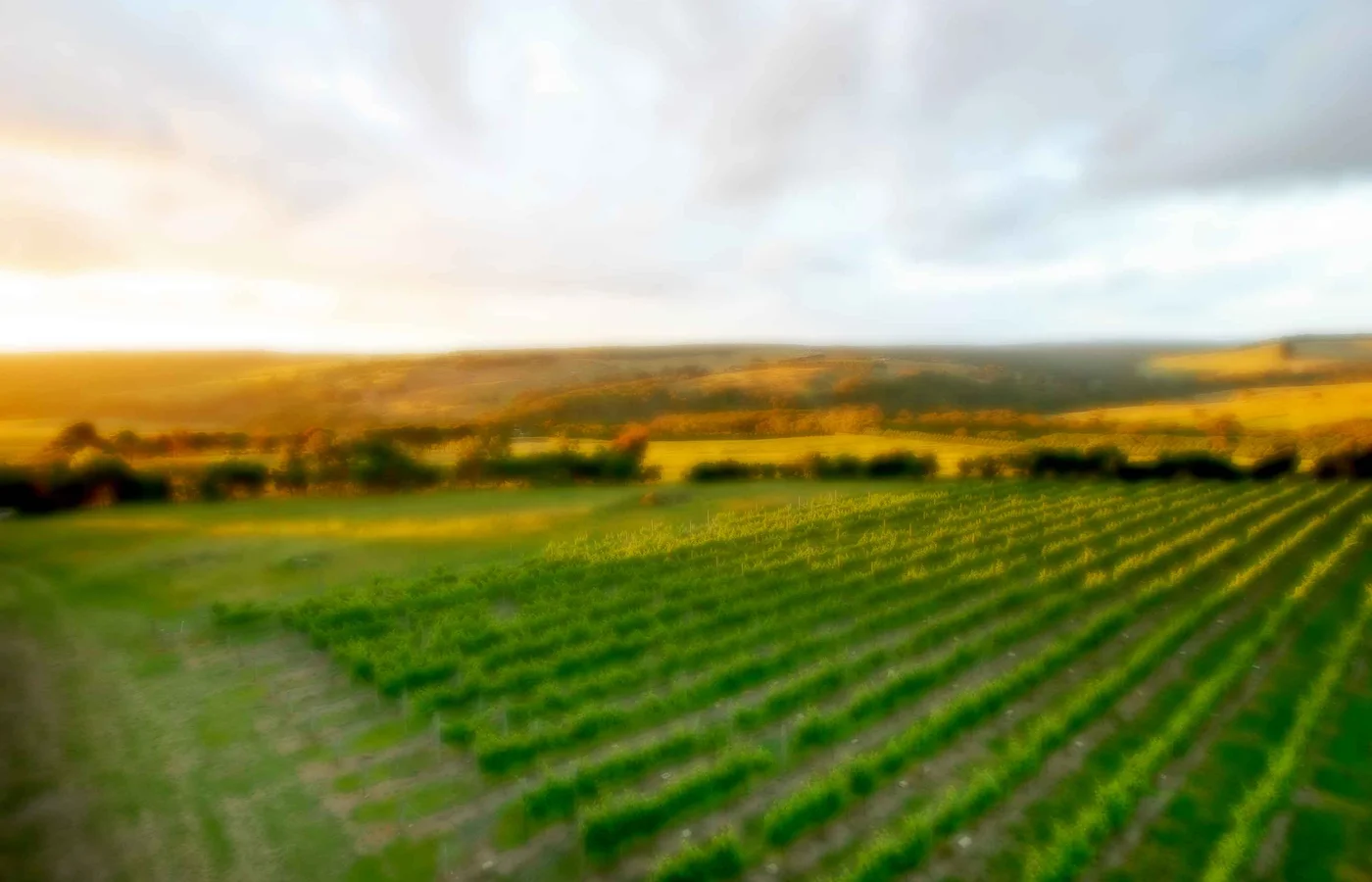 Nazaaray Estate winery building set among the vines, Merricks, Mornington Peninsula