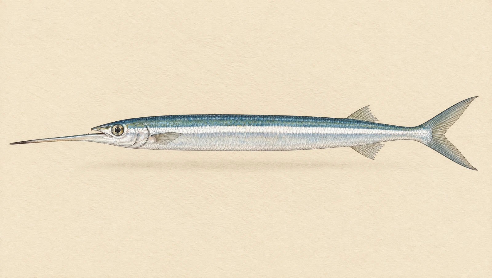 Illustrated natural history plate of a southern sea garfish, Hyporhamphus melanochir, in side profile