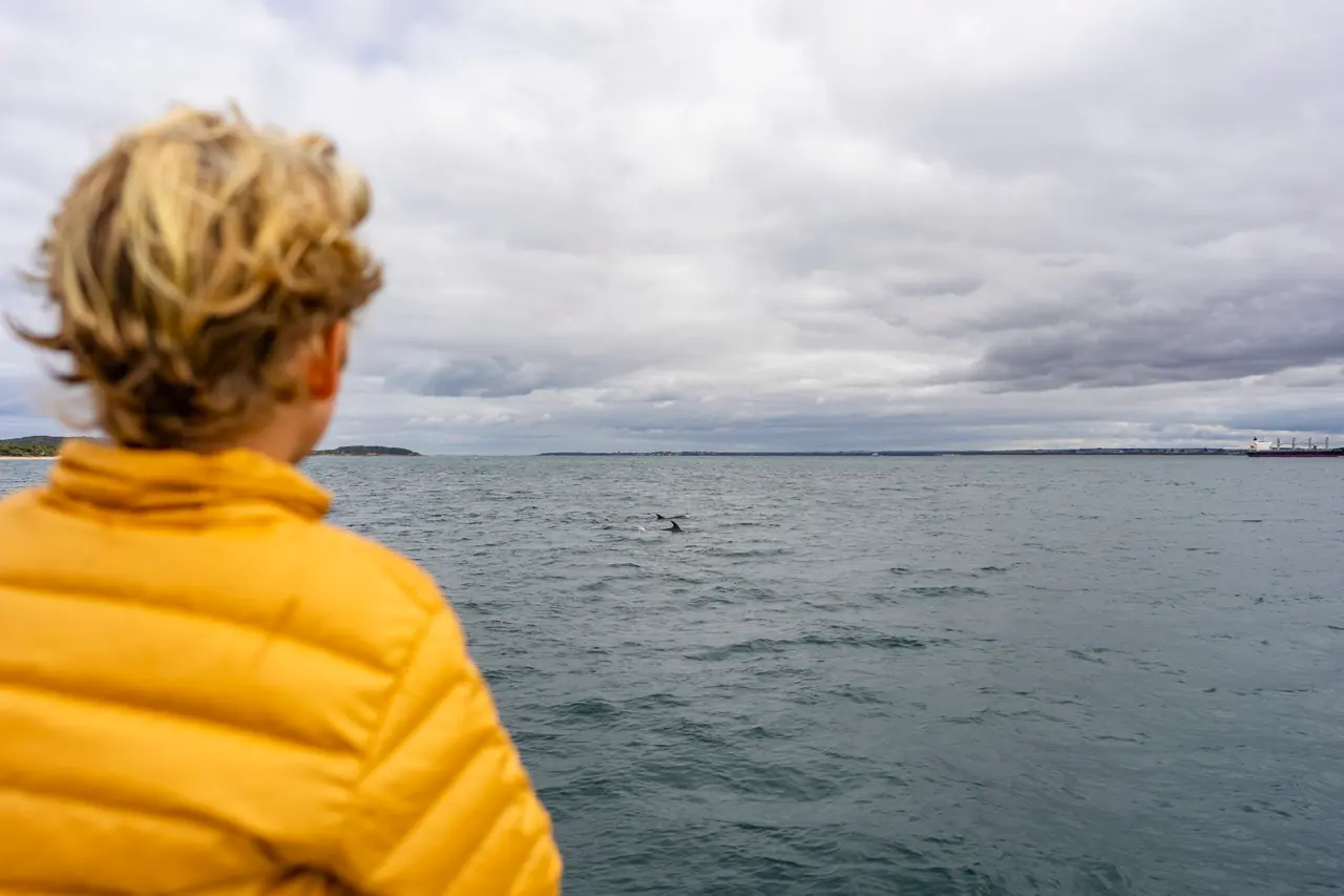 A person in a yellow puffer jacket watching a dolphin fin break the surface of grey Port Phillip Bay