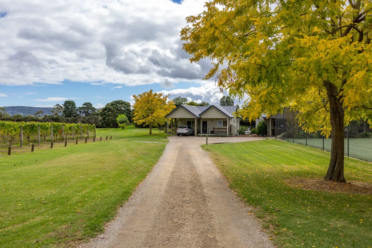 A gravel drive leads between lawns and a row of vines to a cottage shaded by trees in yellow autumn leaf