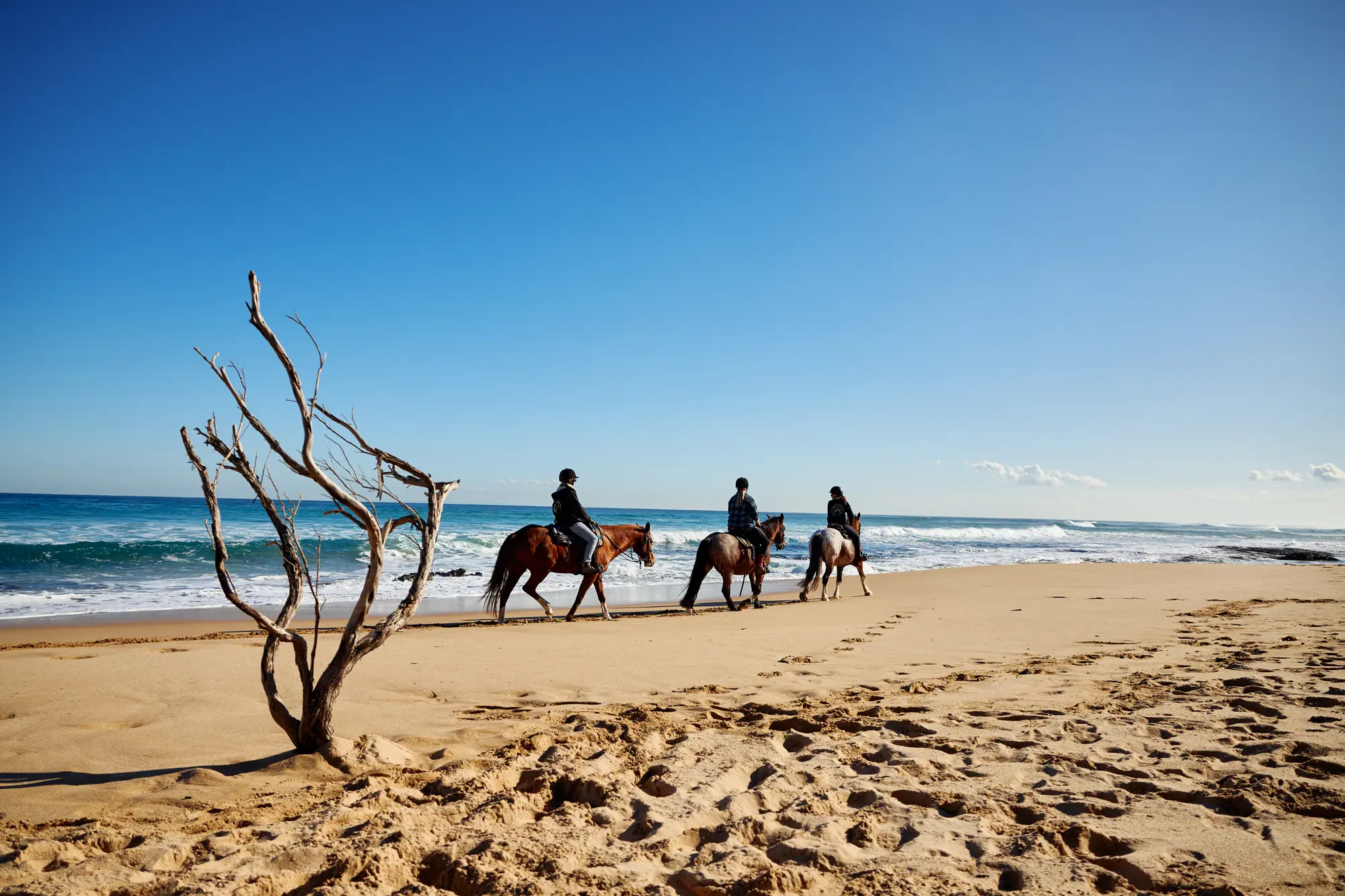Three horse riders walk along the waterline of Gunnamatta Beach past a bleached driftwood branch under a clear blue sky
